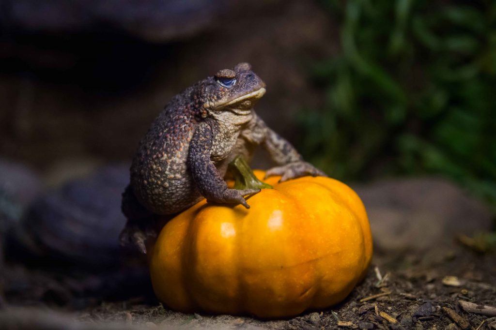 Pumpkin Chomp 'n' Stomp fall event at Northwest Trek