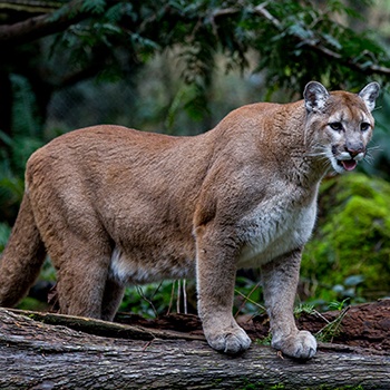 Northwest Trek: native cougar, lynx, bobcat