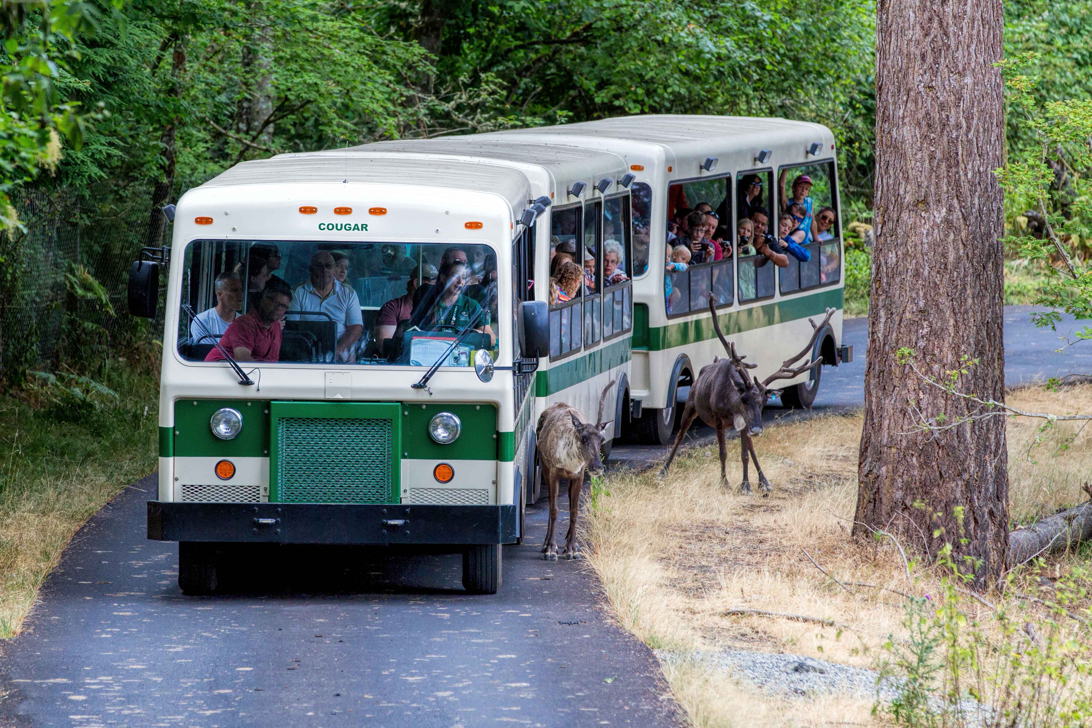wildlife tram tours