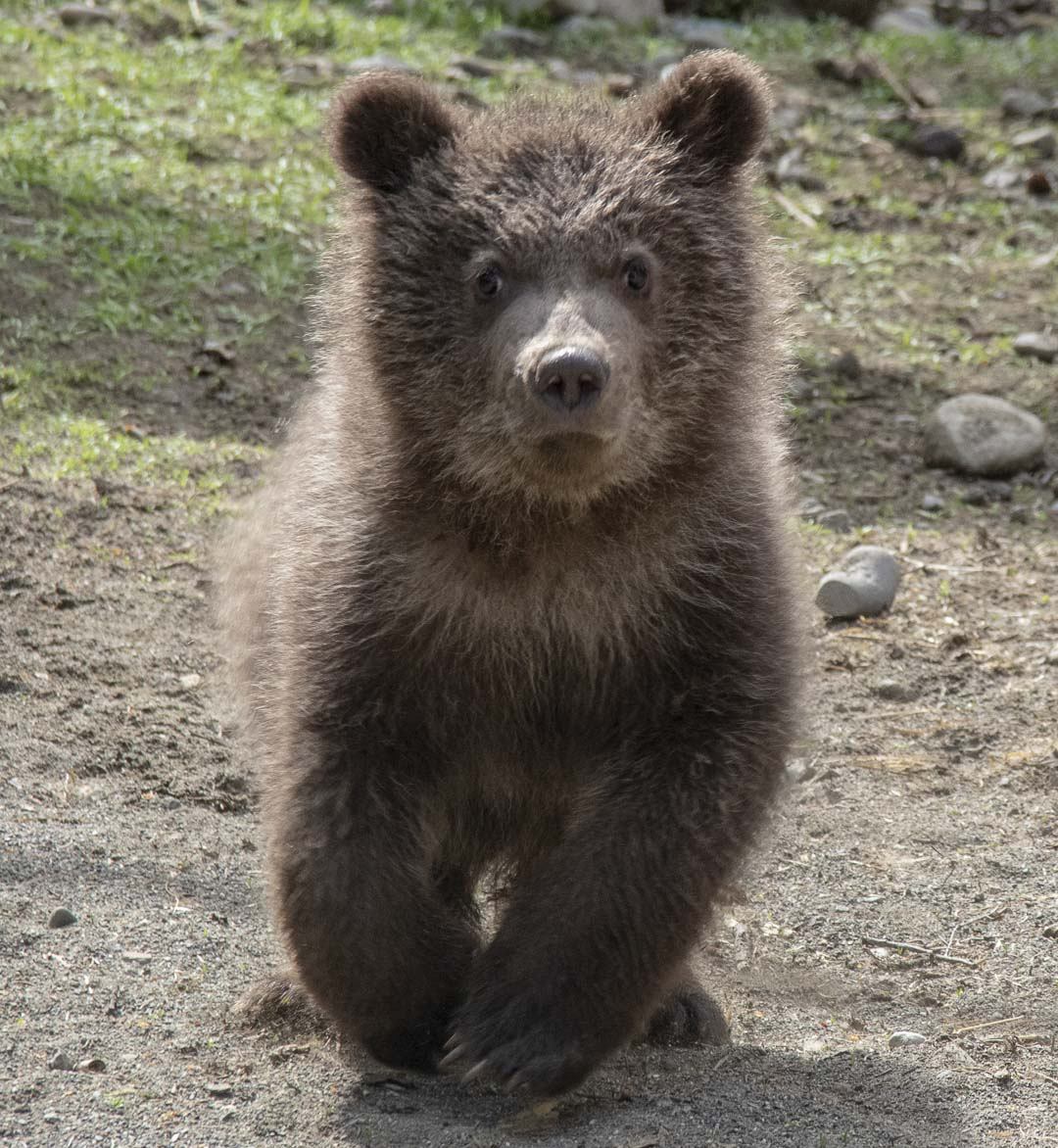 Grizzly cubs are coming to Northwest Trek Wildlife Park
