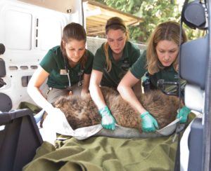 Veterinary technician and keepers lift bear