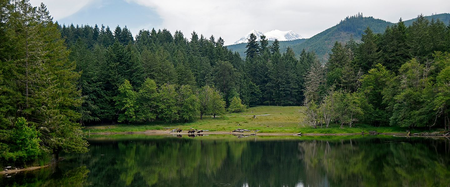 Celebrate National Arbor Day - Northwest Trek