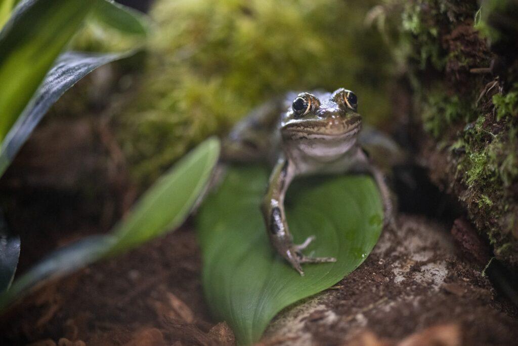Frogs and Toads  Oregon Department of Fish & Wildlife