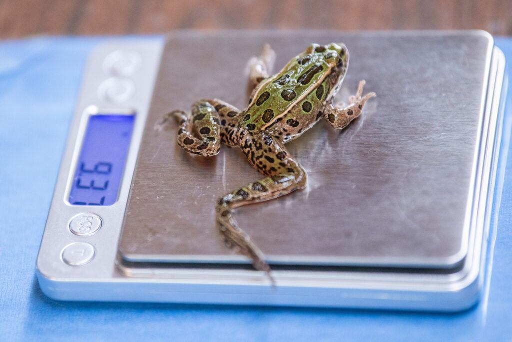 Raising Endangered Frogs - Northwest Trek