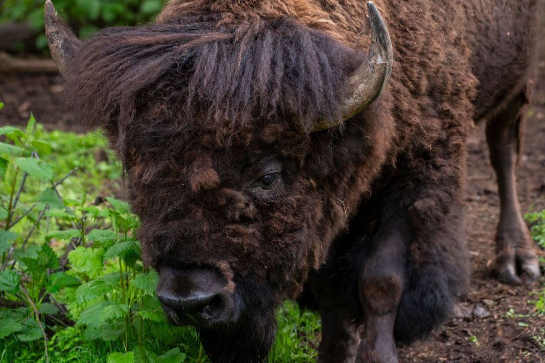 FRA bison
